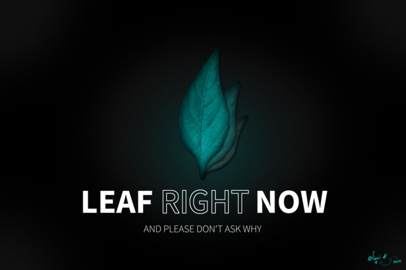leaf-right-now.jpg
