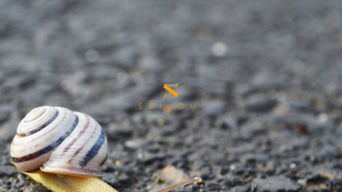seliqui-v18-Desktop-2560x1440-snail.jpg